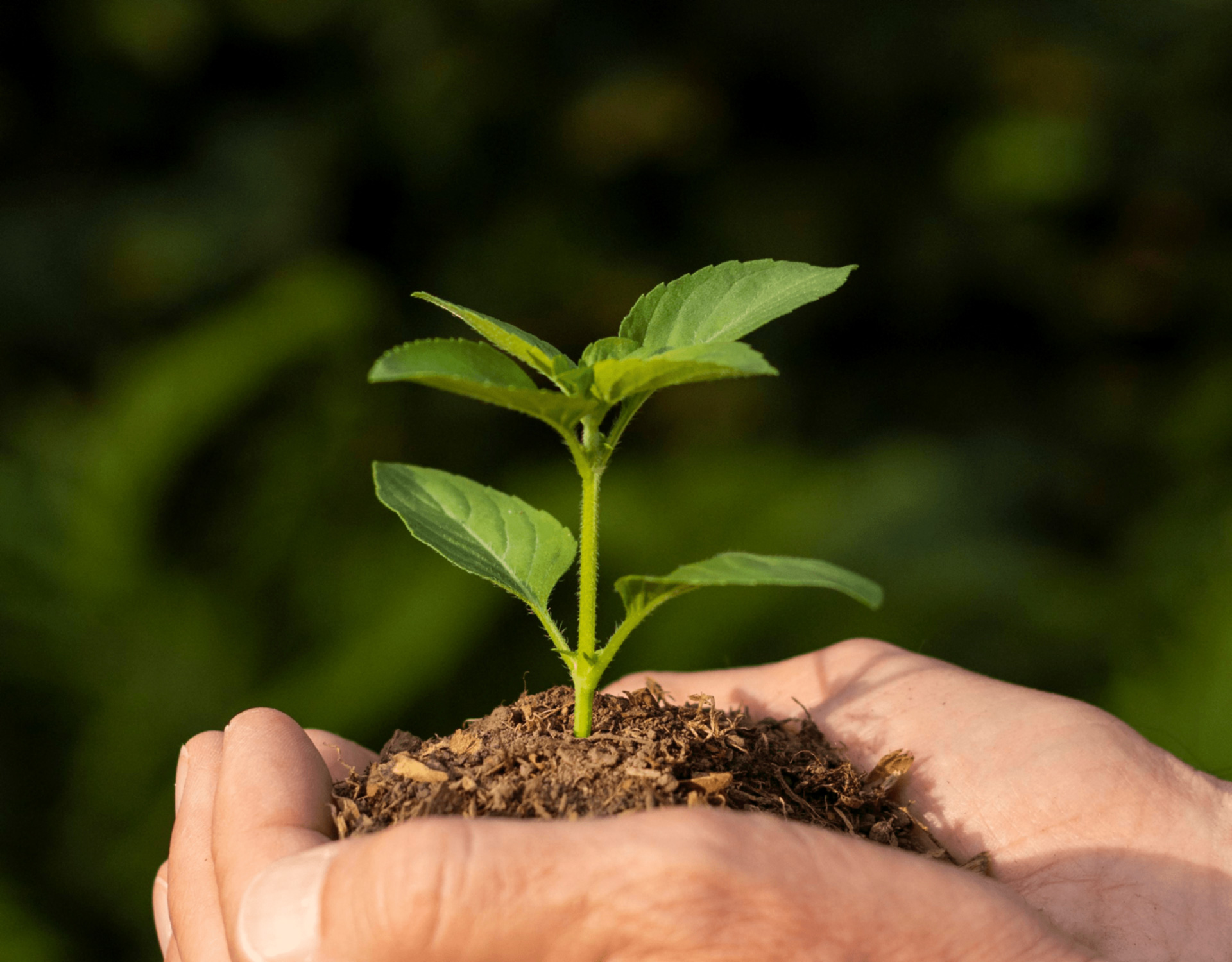 Environmental Policy